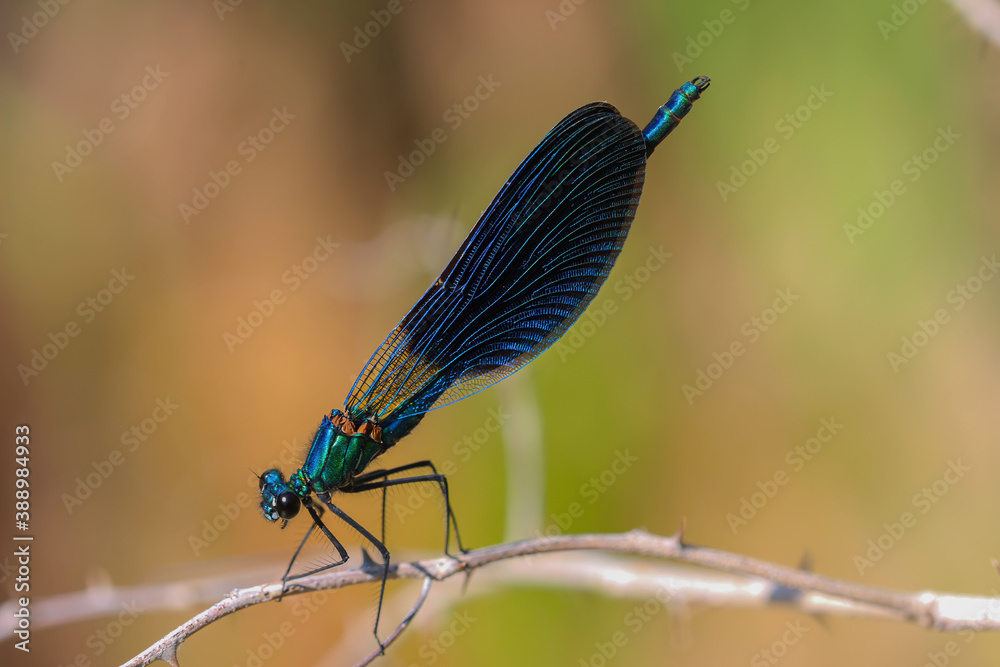 watching the helicopter bug in nature