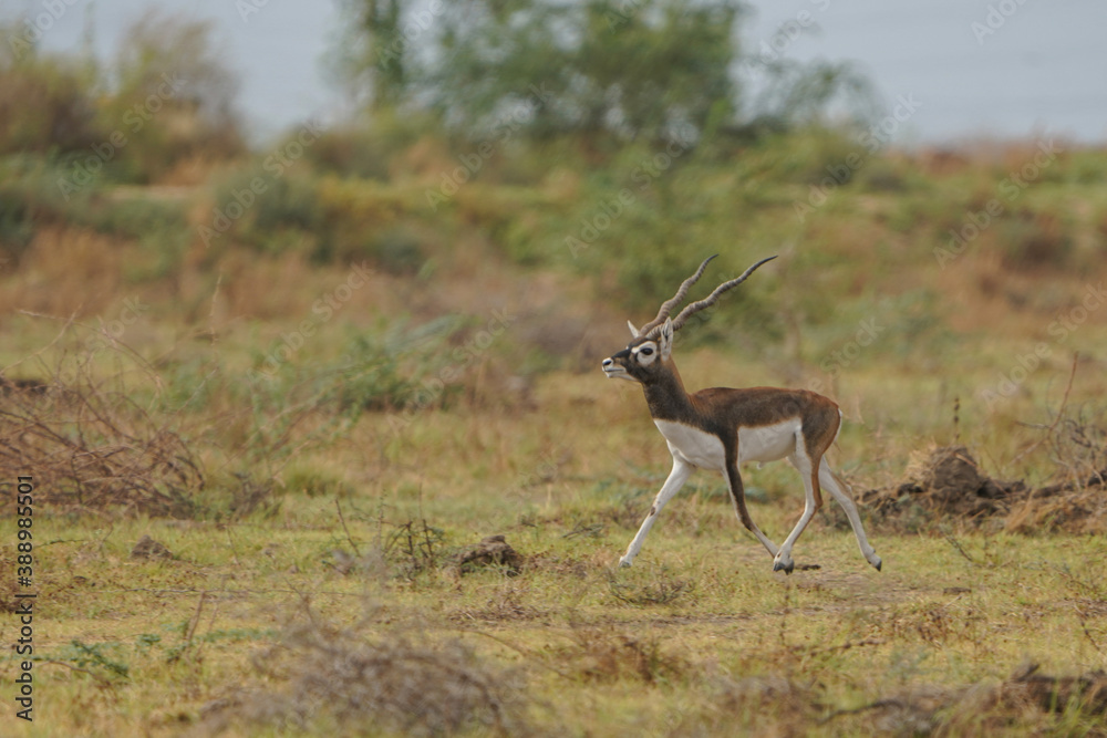 Indian Blackbuck or Indian Antelope's one of the last refuge near Thol Bird Sanctuary, Ahmedabad, India and facing Habitat loss due to expansion of urbanisation.