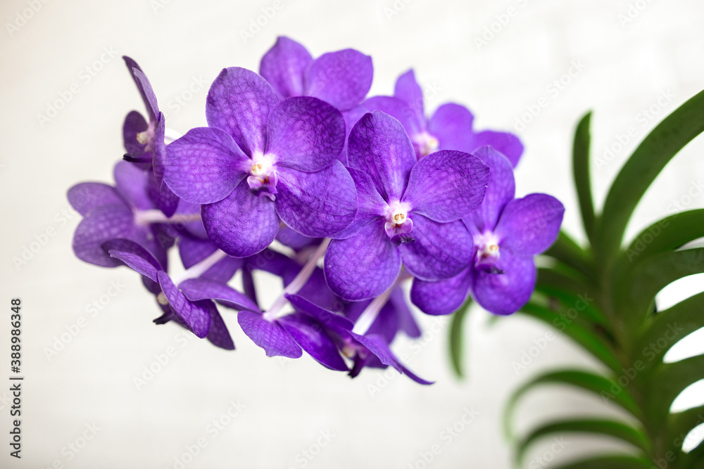 Obraz premium beautiful orchid vanda in bloom, close up shot indoors
