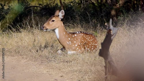 young spotted deer resting in Ranthambore National Park, Rajasthan, India photo