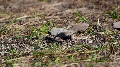 Ashy crowned sparrow lark feeding in Ranthambore National Park, Rajasthan India photo