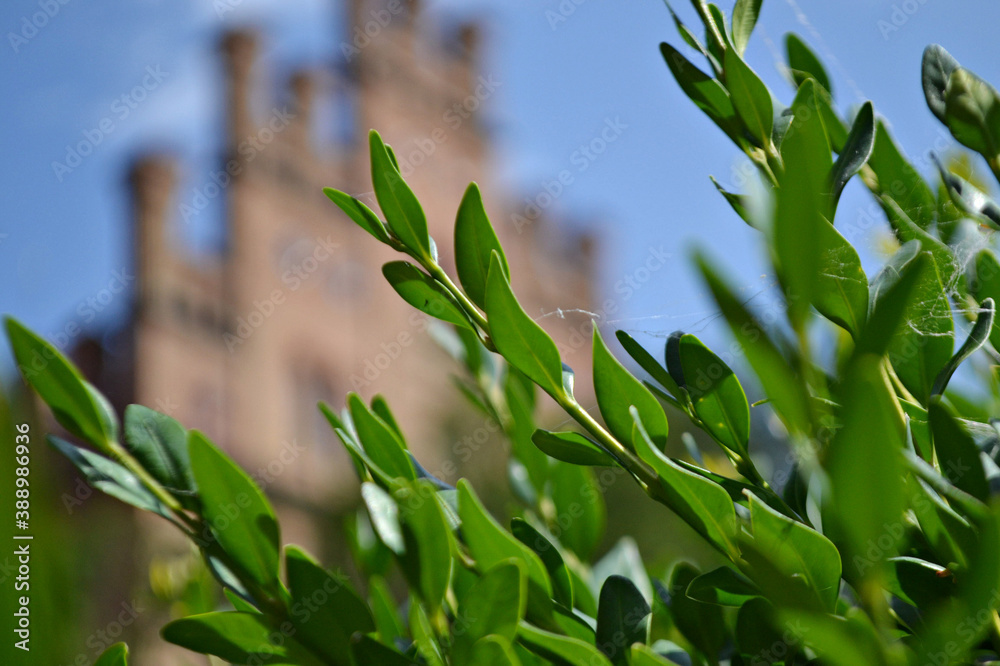 Obraz premium green grass and blue sky