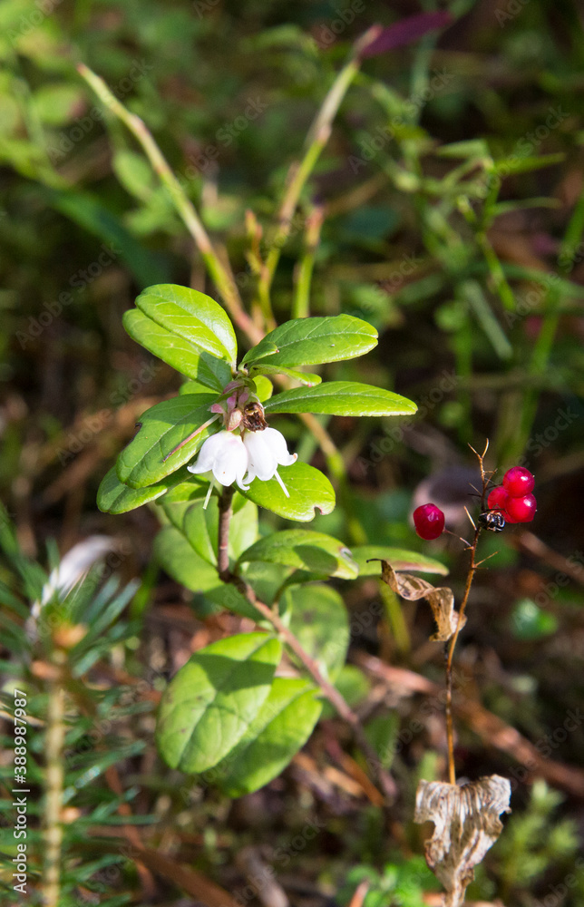 Amazing tiny bell-shaped lingonberry flowers. Blooming cranberries on a branch Amazing tiny bell-shaped lingonberry flowers. Blooming cranberries on a branch