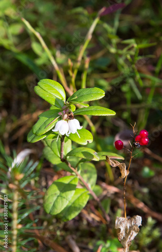 Amazing tiny bell-shaped lingonberry flowers. Blooming cranberries on a branch