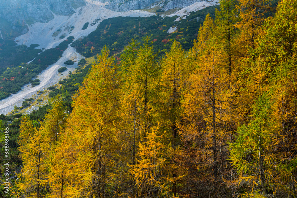 Fall colors, Triglav National Park, Trenta Valley, Julian Alps, Municipality of Bovec, Slovenia, Europe