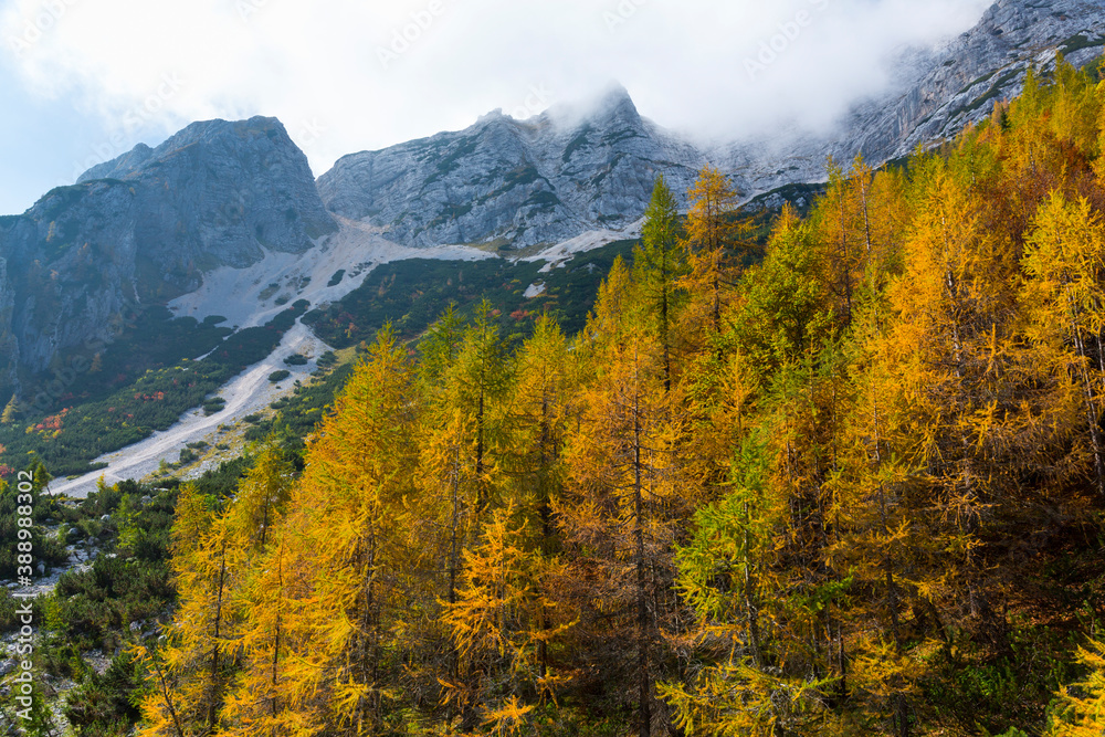 Fall colors, Triglav National Park, Trenta Valley, Julian Alps, Municipality of Bovec, Slovenia, Europe