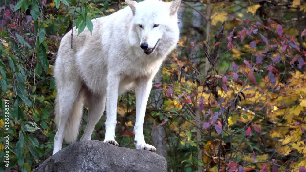 A southern Rocky Mountain gray wolf (Canis lupus youngi) stands on top of a boulder, pants and looks at her surroundings. A southern Rocky Mountain gray wolf (Canis lupus youngi) stands on top of a boulder, pants and looks at her surroundings.