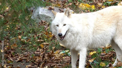 Southern Rocky Mountain Gray Wolf (Canis lupus youngi) looks around and is startled. photo