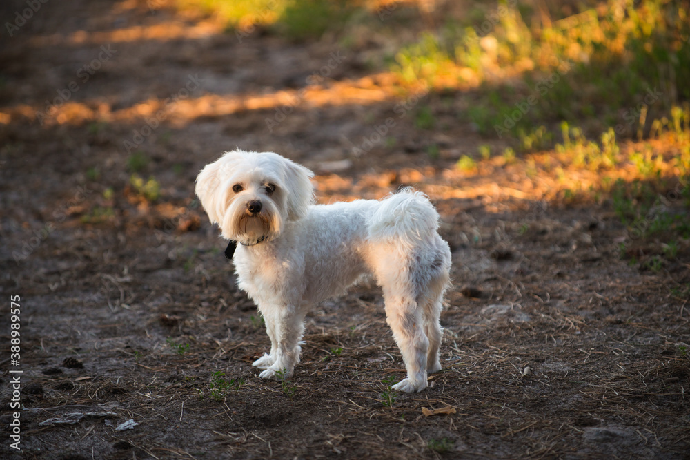  jumping dog, Maltese lapdog, maltese, dog friend, beautiful dog,