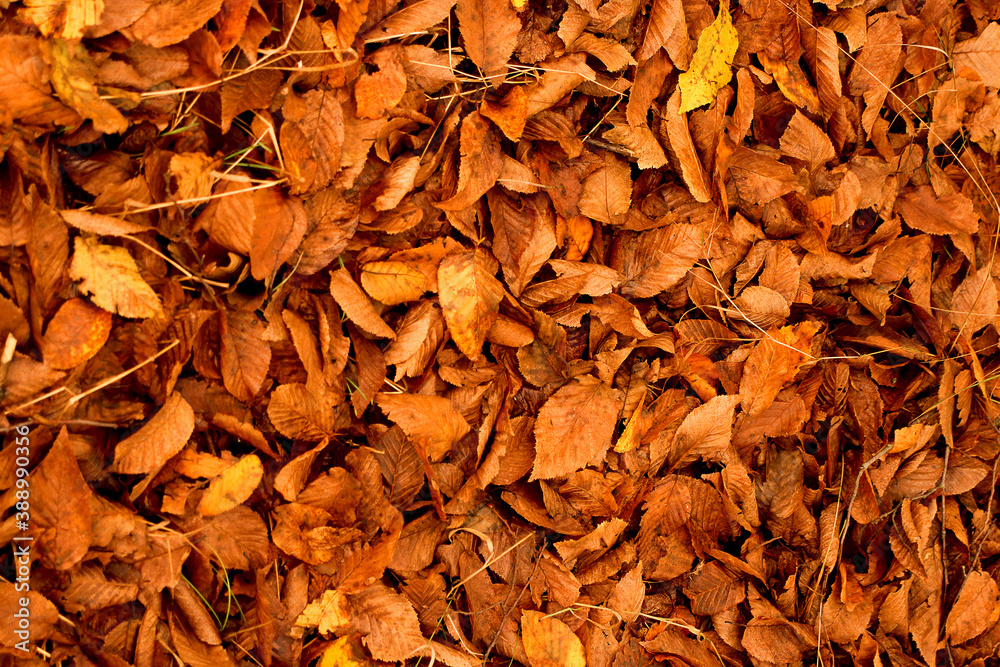Background: yellow, autumn fallen leaves Background: yellow, autumn fallen leaves