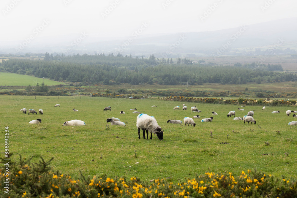 Sheep grazing in a field.  Landscape of Ireland.