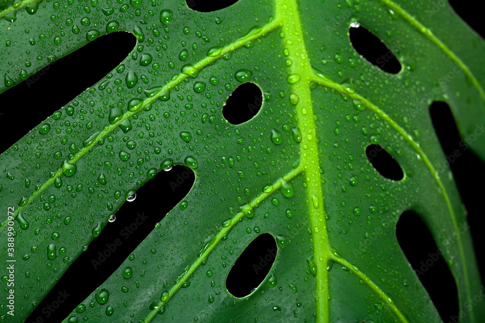 custom made wallpaper toronto digitalWet green leaf of monstera plant with drops of water on a black background. Macro photography.