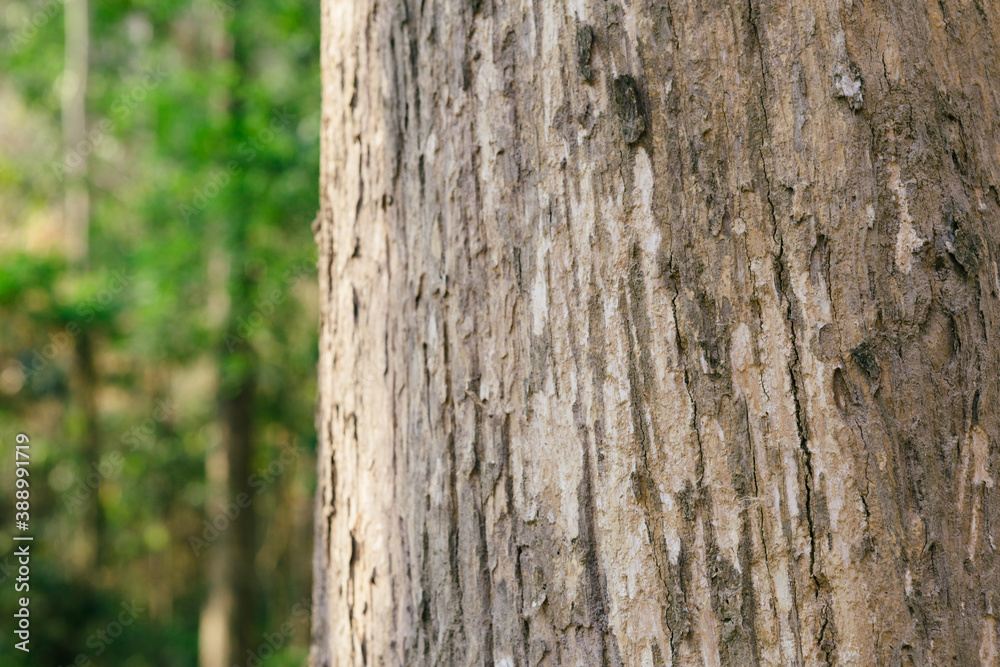 Selective focus.Teak tree in the forest with blurred background Selective focus.Teak tree in the forest with blurred background
