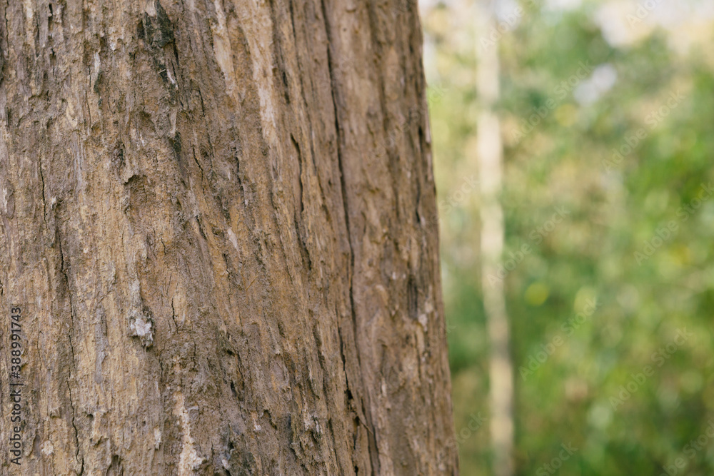 Selective focus.Teak tree in the forest with blurred background Selective focus.Teak tree in the forest with blurred background