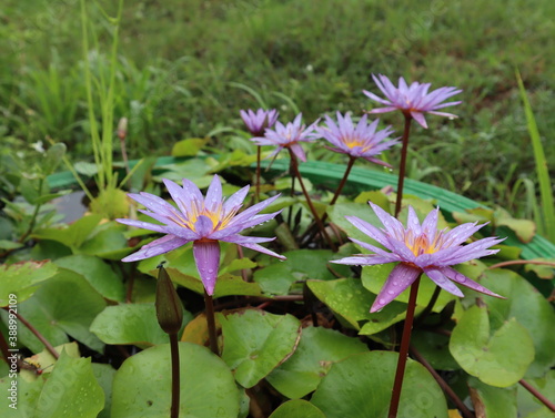 The blooming purple white lotus.