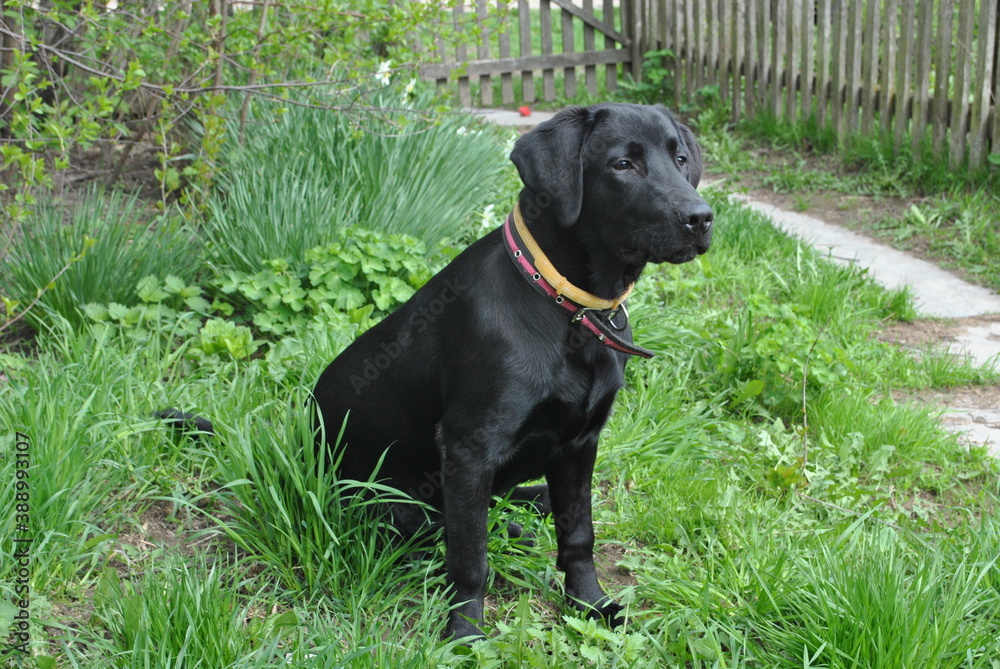 black labrador retriever black labrador retriever