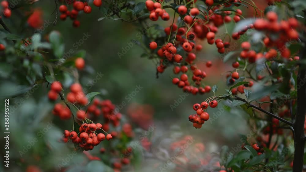 Orange firethorn Pyracantha coccinea berries Orange firethorn Pyracantha coccinea berries