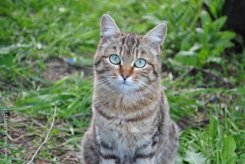 cat on grass © Kristina P
