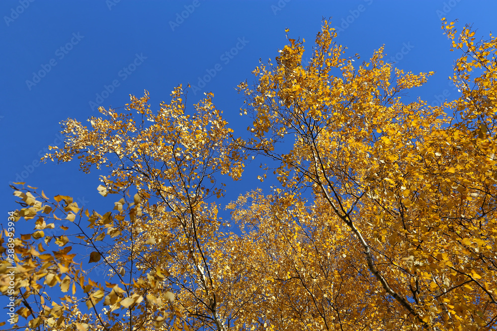 Beautiful yellow foliage of autumn birch tree against the blue sky