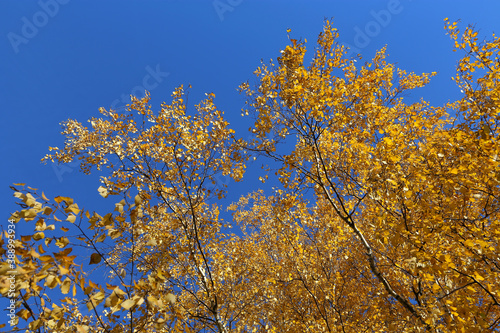 Fototapeta Naklejka Na Ścianę i Meble -  Beautiful yellow foliage of autumn birch tree against the blue sky