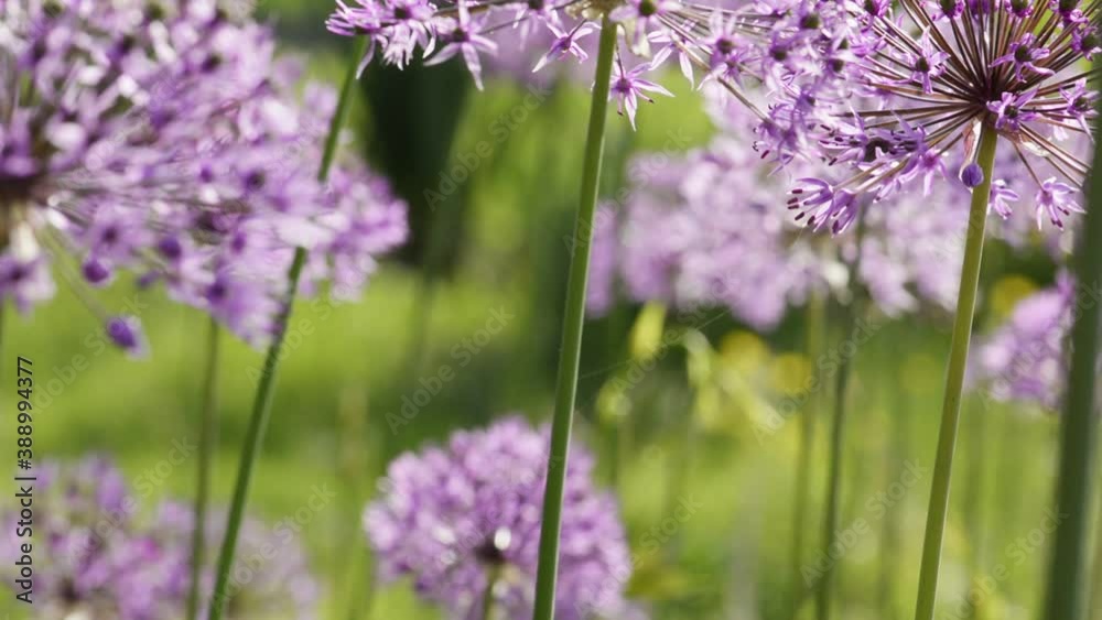 Allium giganteum flowers natural background Allium giganteum flowers natural background
