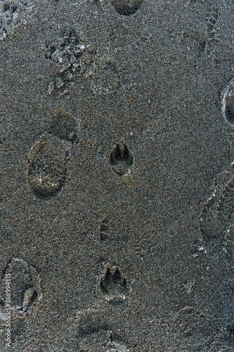 animal tracks on the sand covered with ice on the beach at low tide in winter