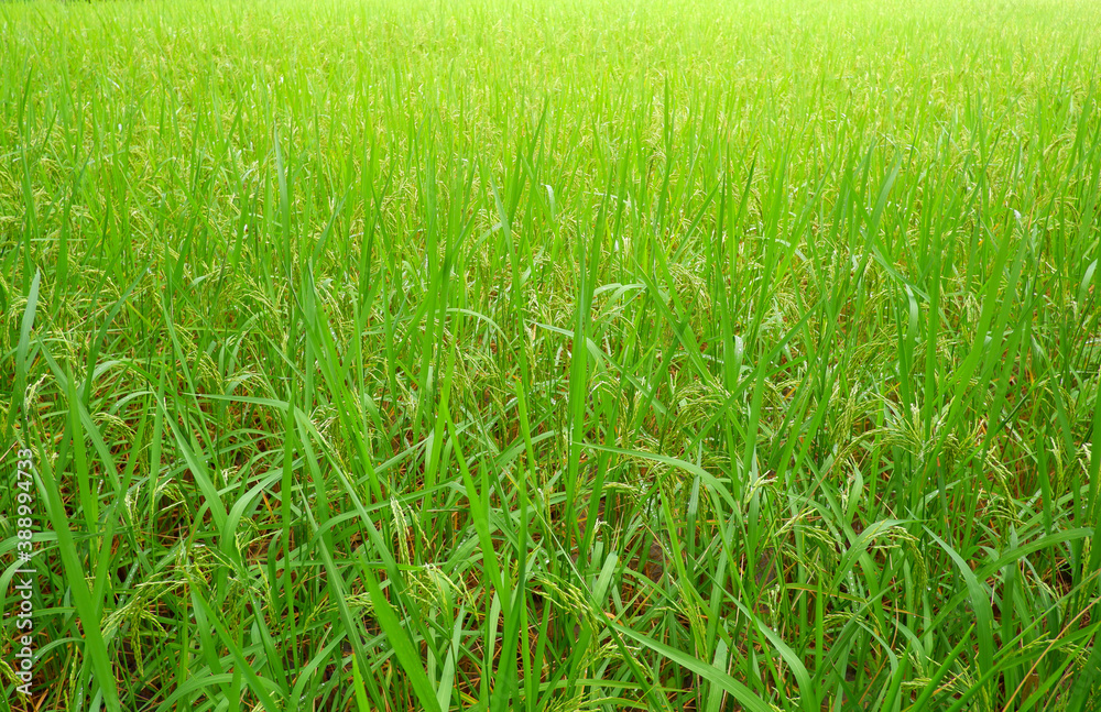 green rice field and ear of rice  for background