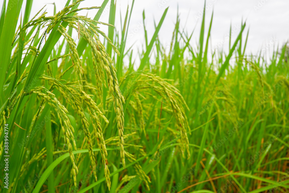 green rice field and ear of rice green rice field and ear of rice