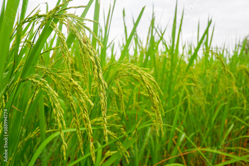 green rice field and ear of rice