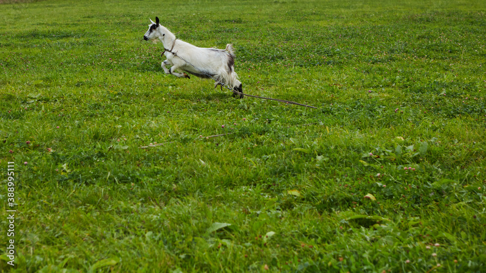 Spotted goat with big horns and yellow eyes grazing in a meadow. Funny goat on a leash eats a green grass. Livestock. Goat grazing on pasture. Animal portrait. Horny goats eating on a grass field. Spotted goat with big horns and yellow eyes grazing in a meadow. Funny goat on a leash eats a green grass. Livestock. Goat grazing on pasture. Animal portrait. Horny goats eating on a grass field.