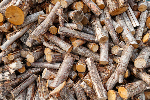 PILE OF WOODS fall season