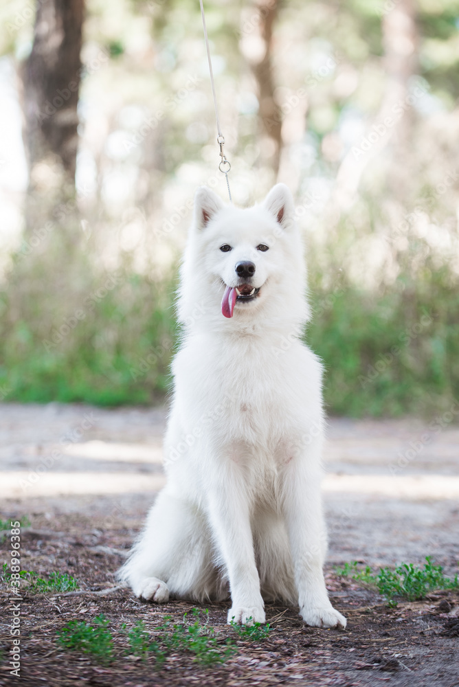 Samoyed dog, beautiful, cute, kind, funny dog, pet, white,