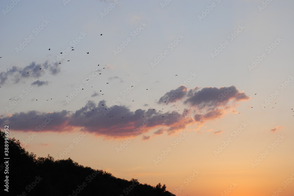 sunset in the clouds and birds