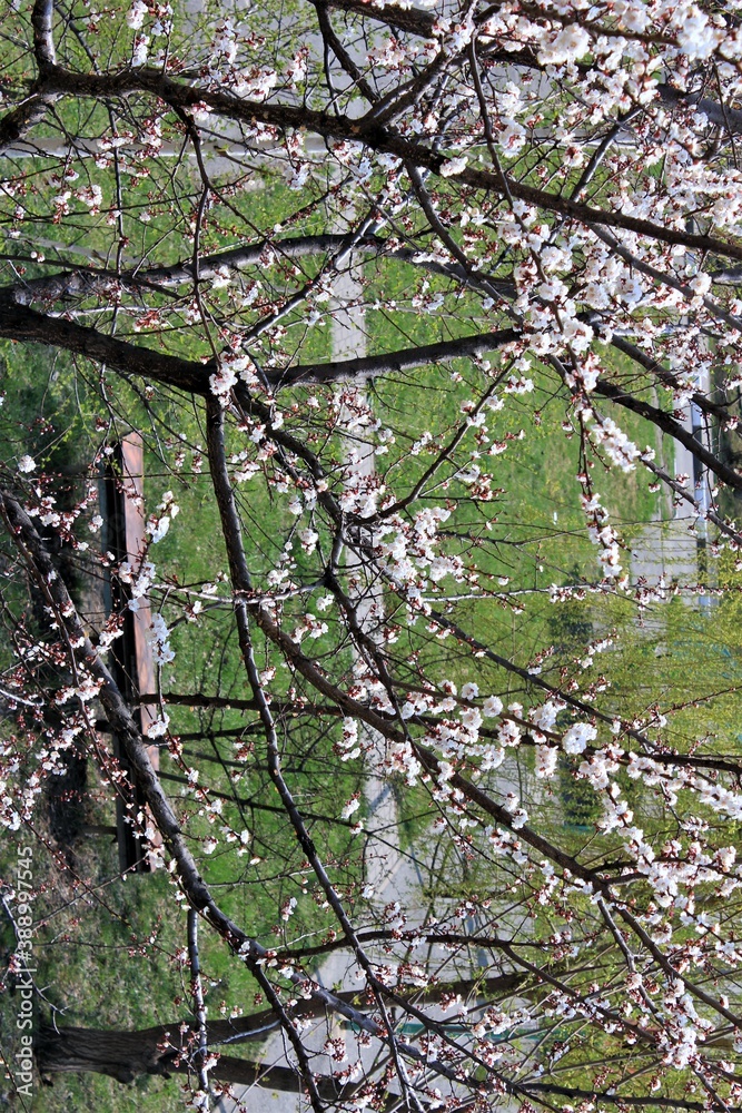 Blooming apricot trees in the city courtyard Blooming apricot trees in the city courtyard