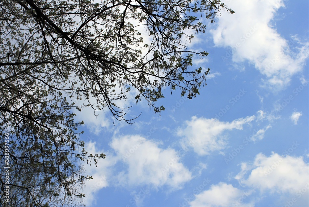 Tree branches against the blue evening sky with clouds Tree branches against the blue evening sky with clouds