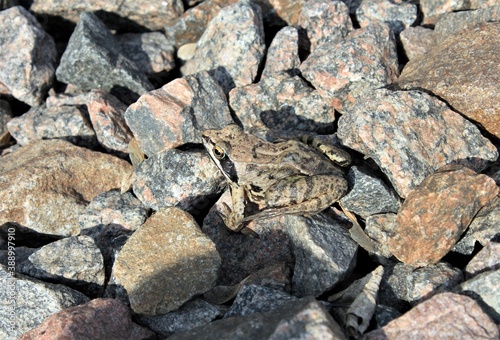 A small spotted toad sits among the rocks on a Sunny spring da