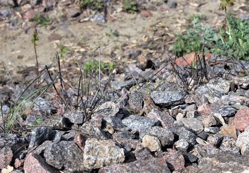 Wallpaper Mural A small spotted toad sits among the rocks on a Sunny spring da Torontodigital.ca