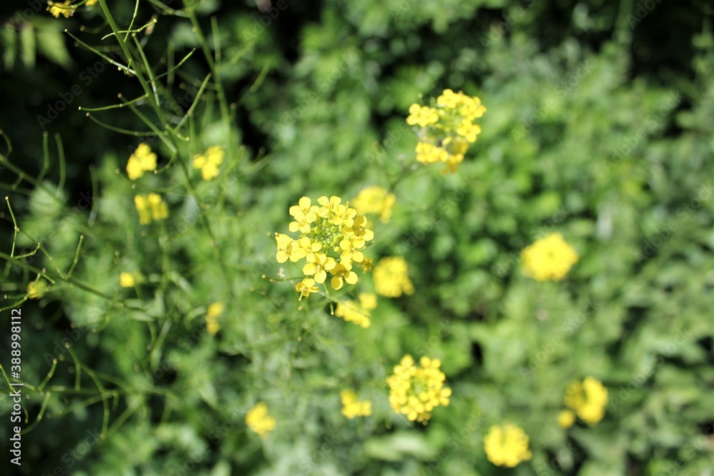 A small yellow flower blooms in a meadow on a Sunny summer day A small yellow flower blooms in a meadow on a Sunny summer day