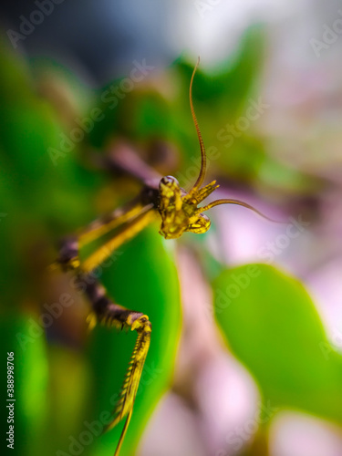 Mantis de cerca © JorgeDelgado