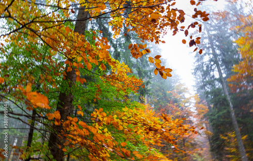 Beech forest in autumn, Ilirska Bistrica, Green Karst, Slovenia, Europe photo