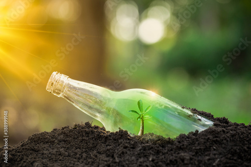 Young tree growing in glass bottle garbage on soil. Environment concept. Creative ideas of eco-friendly. Renewable energy. Environment sustainability.