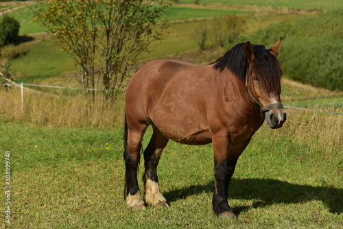 Polish draft horse, Kashubia, Poland.