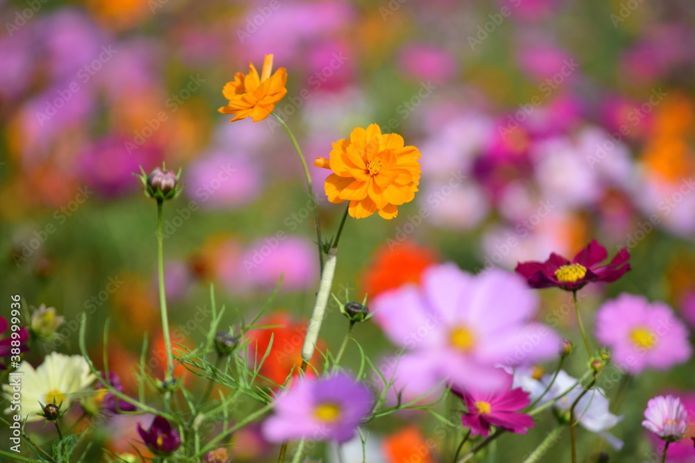 flower flower