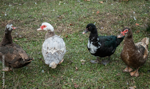 Four Muscovy Female Ducks In a Variety of Colors and Ages