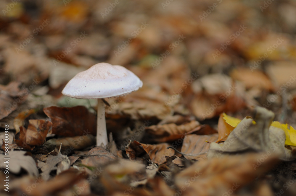 Little dangerous mushroom in the forest in autumn time. Blurred background. Little dangerous mushroom in the forest in autumn time. Blurred background.