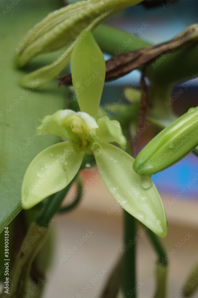 Obraz premium Vanilla flower that will bloom, Vanilla flower or in scientific name Vanilla planifolia, this flower will bloom before the vanilla fruit grows.