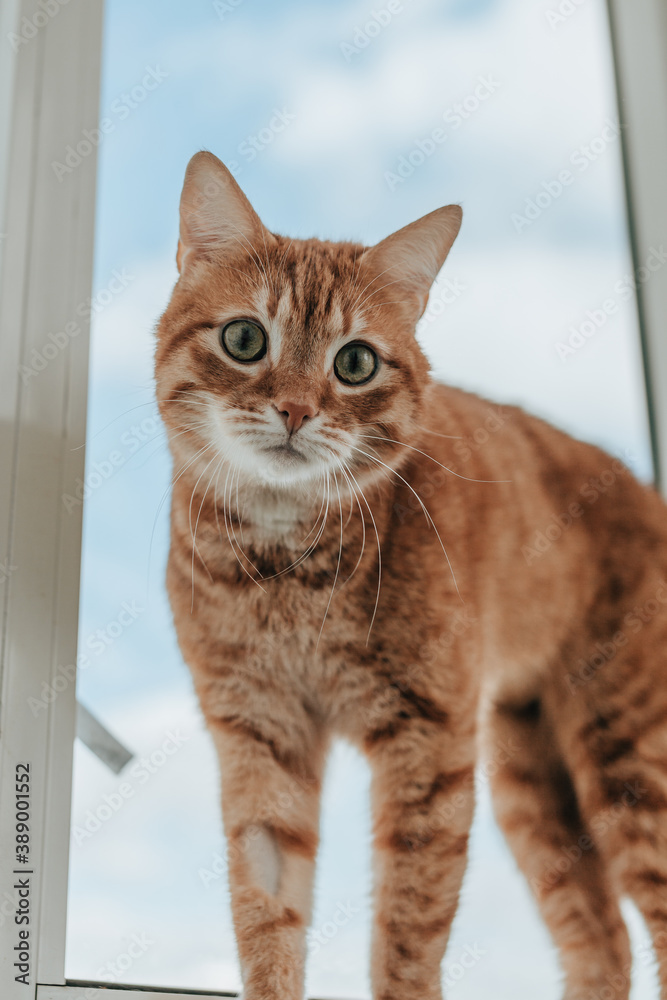 ginger tabby cat hunts on the windowsill