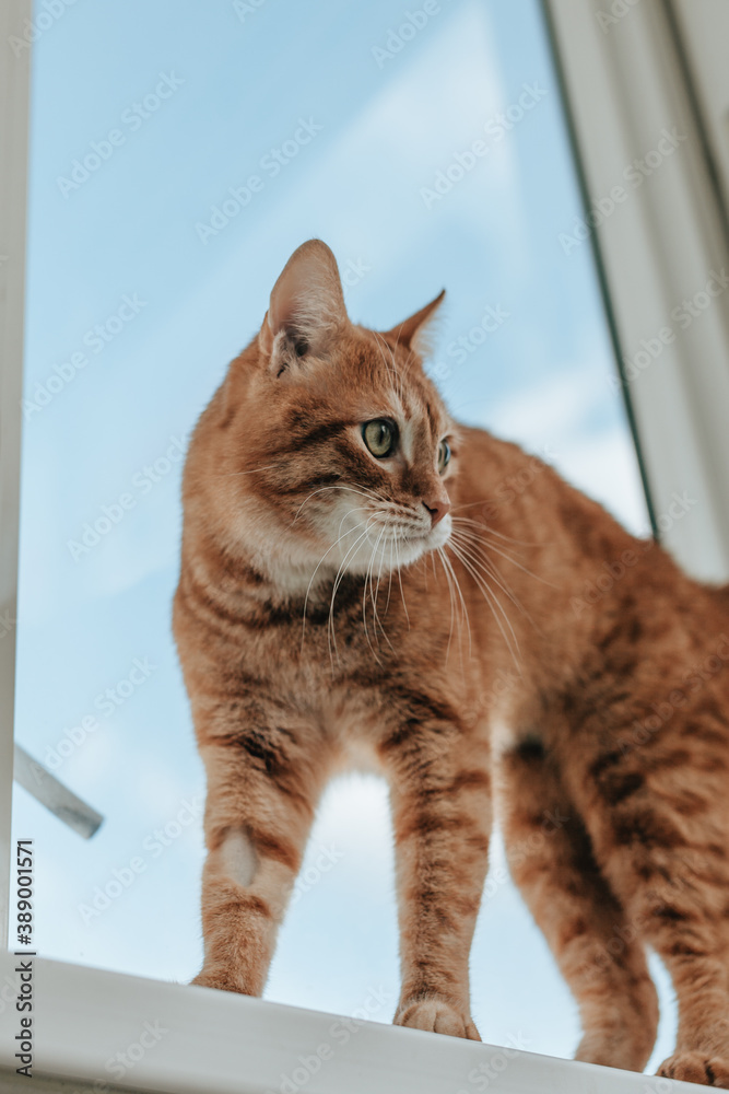 ginger tabby cat hunts on the windowsill