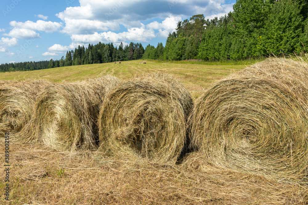 dry grass, food for farm animals in rolls on the field, meadow against the background of green trees and blue sky