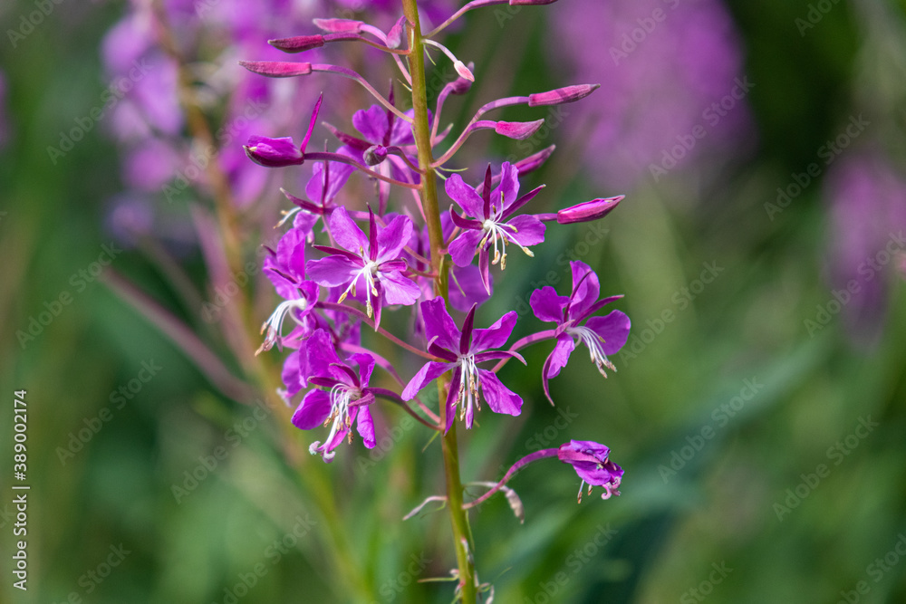 beautiful, natural, fresh flower, purple cypress in a meadow, field beautiful, natural, fresh flower, purple cypress in a meadow, field